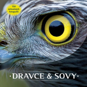 Dravce sovy