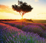 Nástěnný kalendář 2027 vázankový Helma Provence