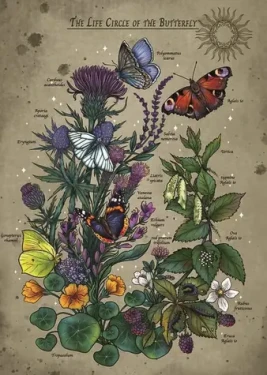 Ravensburger Puzzle: Životní cyklus motýla