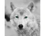 Obraz na zeď Arktický vlk, černobílý