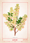 Nástěnný kalendář 2026 Helma - Herbarium, 31,5 x 45 cm