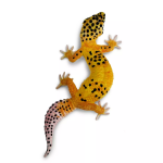 Safari Ltd. Safari Ltd. Figurka - Gekončík noční