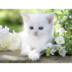 Bílé kotě