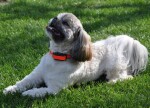 Elektronický výcvikový obojek d‑control professional 2000 ONE