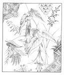 Creative Haven Floral Inspirations, antistresové omalovánky, F. Heald