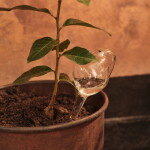 Ferm Living Zavlažovací baňky Mercury Clear – set 2 ks, čirá barva, sklo