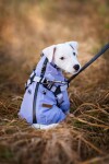 Nelly pláštěnka do deště - nepromokavá kombinéza Barva: Šedá, Délka zad (cm): 25, Obvod hrudníku: 25 - 39 cm