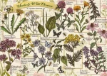 Trefl - Puzzle - Herbarium: Léčivé byliny