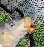 Chytil Vařený tygří ořech 250g,Chytil Vařený tygří ořech 250g