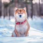 Nástěnný kalendář poznámkový 2027 Notique Happy Doge, 30 x 30 cm
