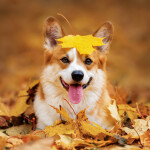 Nástěnný poznámkový kalendář 2026 NOTIQUE - Psi, 30 x 30 cm