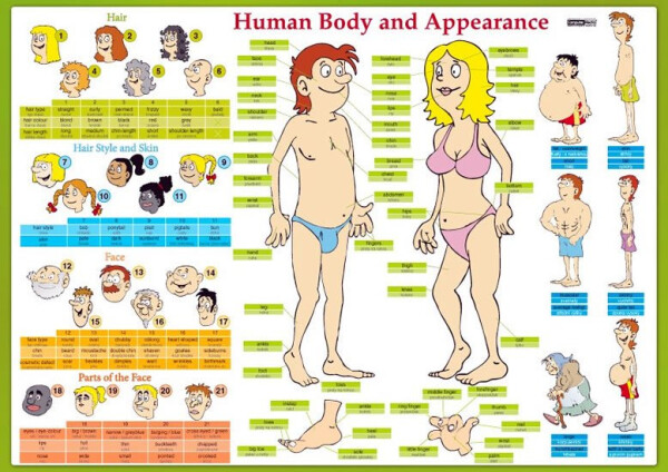 Human Body and Appearance