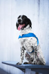 Kelly pet postroj pro psa | 51 – 72 cm Barva: Modrá, Obvod hrudníku: 51 - 61 cm