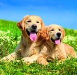 Nástěnný poznámkový kalendář 2026 Helma - Dogs