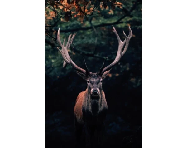 Obraz na plátně Jelen v lese, 78x118 cm