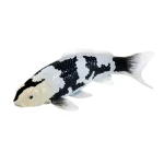Mojo Kapr koi shiro utsuri