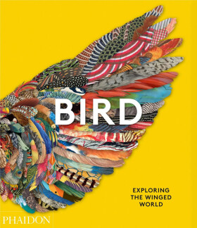Bird: Exploring the Winged World - Jen Lobo