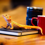 Safari Ltd. Safari Ltd. Figurka - Agama vousatá