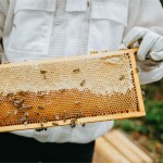 Včelařství Domovina Borůvky medu Hmotnost: