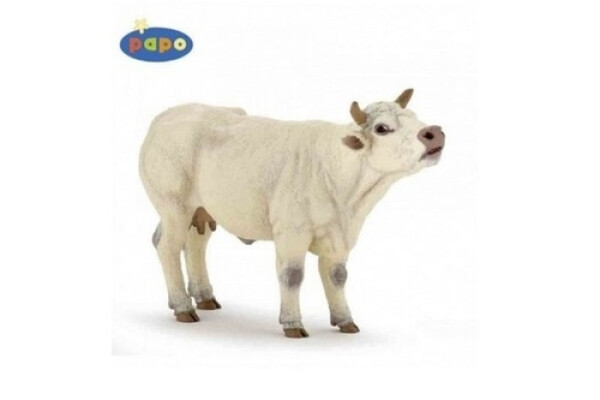 Kráva Charolais
