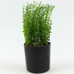 Umělá rostlina v květináči 26cm 96070