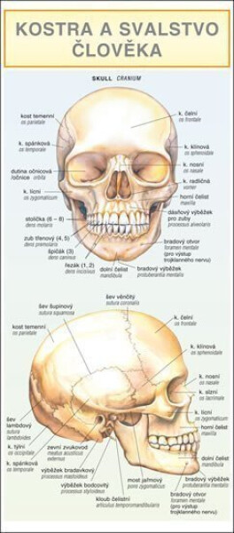 Kostra svalstvo člověka Barbora Dančová