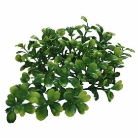 Lucky Reptile Turtle Plants Bacopa cca 40 cm (FP-64544)