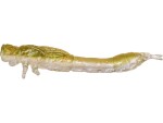 Westin Gumová nástraha Odonata Ned Creaturebait 6,5cm 2g 4ks - Disco Nymph,Westin Gumová nástraha Odonata Ned Creaturebait 6,5cm 2g 4ks - Disco Nymph