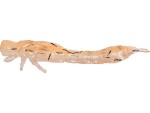 Westin Gumová nástraha Odonata Ned Creaturebait 6,5cm 2g 4ks - UV Shrimp,Westin Gumová nástraha Odonata Ned Creaturebait 6,5cm 2g 4ks - UV Shrimp