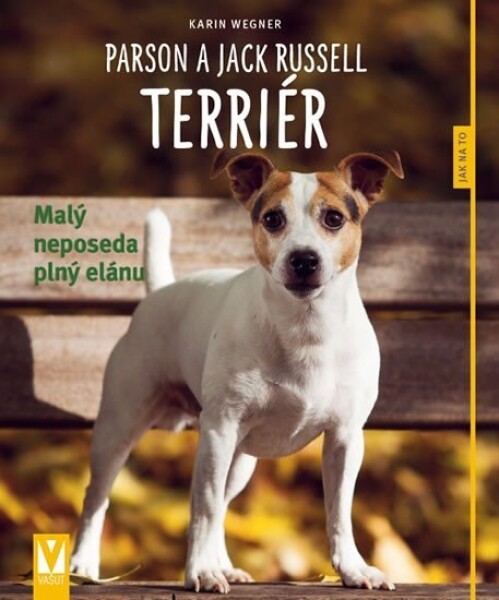 Parson Jack Russell