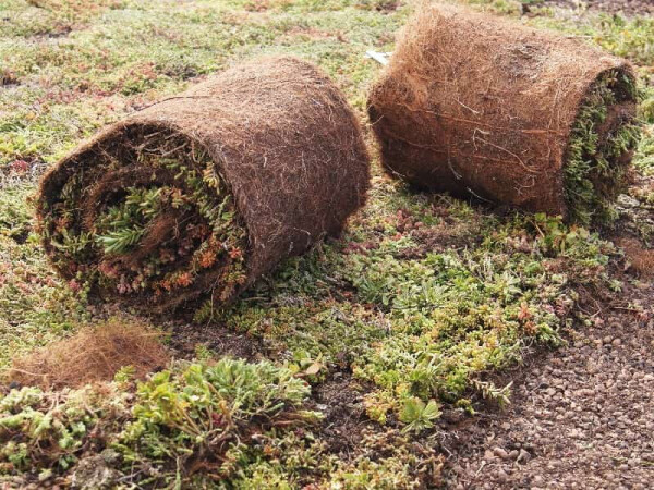 GEOMAT Předpěstovaný rozchodníkový koberec – SedumTopMat S/5 - 1,2 m²