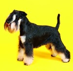 Nástěnný poznámkový kalendář 2026 Helma - Dogs