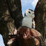 Plyšový pták sova pálená 27 cm, ECO-FRIENDLY