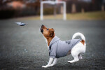 DogBaby bavlněná mikina pro psa Barva: Červená, Délka zad (cm): 25, Obvod hrudníku: 30 - 36 cm