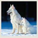 Nástěnný kalendář 2027 Helma Dogs