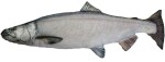 Gaby Polštář Losos stříbrný 90 cm,Gaby Polštář Losos stříbrný 90 cm