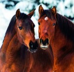 Nástěnný poznámkový kalendář 2026 Helma - Horses