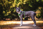 Walk postroj pro psa s vodítkem | 37 – 75 cm Barva: Žlutá, Obvod hrudníku: 37 - 53 cm