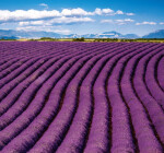 Nástěnný kalendář vázankový/kravata 2026 Helma - Provence