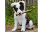 Magnet 3D Border Collie