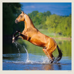 Nástěnný kalendář 2027 Helma Horses
