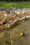 Giants fishing Kaprový prut XRS180 10ft 3.00lb 2díl,Giants fishing Kaprový prut XRS180 10ft 3.00lb 2díl