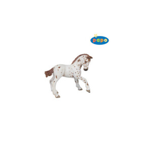 Apaloosa mládě