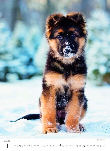 Nástěnný kalendář 2026 Helma - Štěňátka