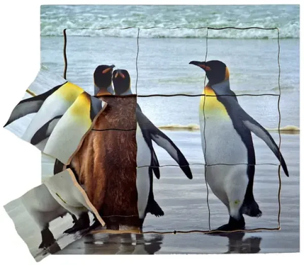 Just Jigsaws 642 Tučňák a jeho životní cyklus - dřevěné vrstvené puzzle