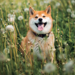 Nástěnný kalendář poznámkový 2027 Notique Happy Doge, 30 x 30 cm