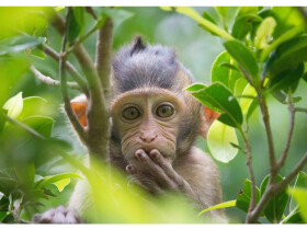 Pohlednice 3D Pardon Opice