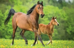 Trefl - Puzzle - Svět koní: Klisna s hříbětem