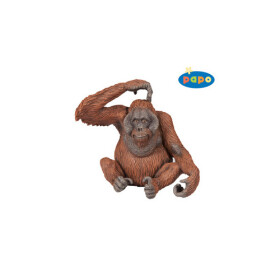 Orangutang