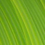 PCTG filament světle zelený 1,75 mm Fiberlogy 750 g